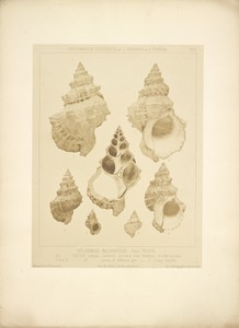 [Mollusk Shells]