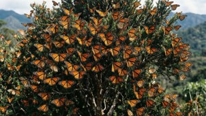 Monarch Butterfly Tree