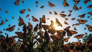 Monarch Migration Sky