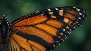 Monarch Wing Macro