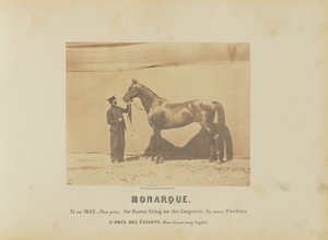 Monarque