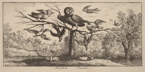 Monedula, The Owl