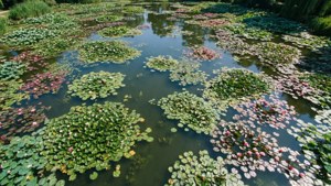 Monet's Lily Pond