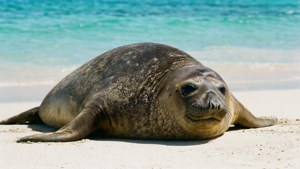 Monk Seal on Beach