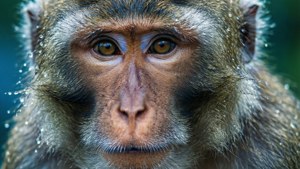Monkey Face Macro
