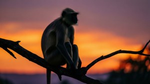 Monkey Sunset Silhouette