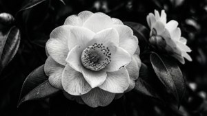 Monochrome Camellia
