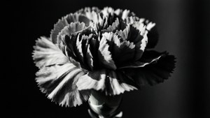 Monochrome Carnations