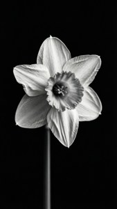 Monochrome Daffodil