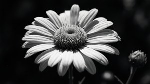 Monochrome Daisy