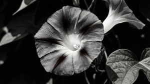 Monochrome Drama