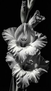 Monochrome Gladiolus