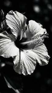 Monochrome Hibiscus