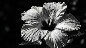 Monochrome Hibiscus Drama