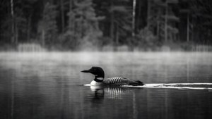 Monochrome Loon