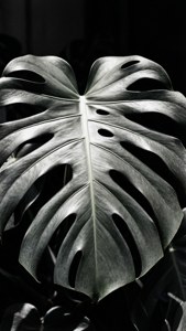 Monochrome Monstera Texture
