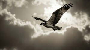 Monochrome Osprey