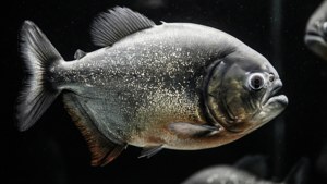 Monochrome Piranha
