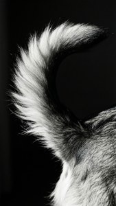 Monochrome Tail Shot