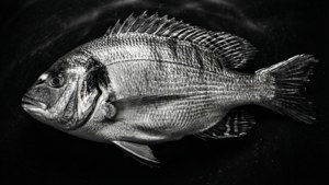 Monochrome Tilapia