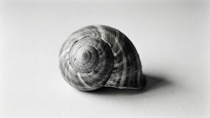 Monochrome Whelk