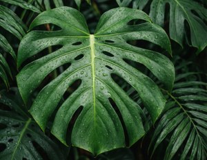 Monstera Dew Drops
