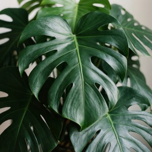 Monstera Leaf Bunch