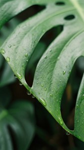 Monstera Leaf Edge Macro