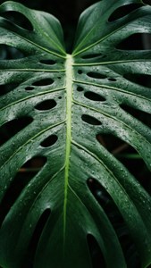 Monstera Raindrops