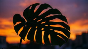 Monstera Silhouette Sunset