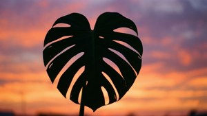 Monstera Sunset Silhouette