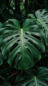 Monstera Water Droplets