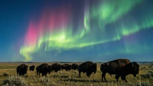 Montana Bison Aurora