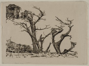 Monterey Cypress