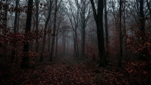 Moody Fall Forest