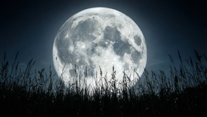 Moon and Grass Silhouette