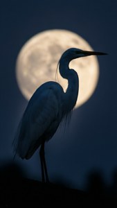 Moon Silhouette Egret