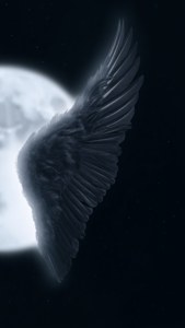Moonlit Black Wing Closeup