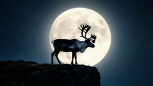 Moonlit Caribou Silhouette