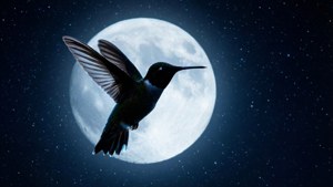 Moonlit Flight