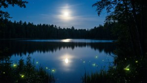 Moonlit Lake Fireflies