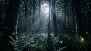 Moonlit Magic in Vernon Forest