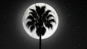 Moonlit Palm Silhouette