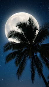 Moonlit Palm Silhouette