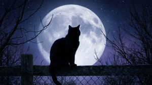 Moonlit Silhouette