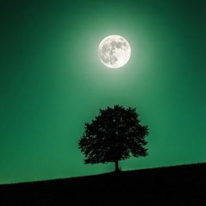 Moonlit Silhouette