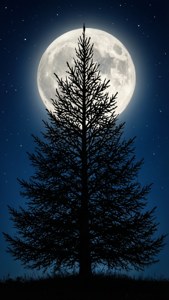 Moonlit Tree Silhouette