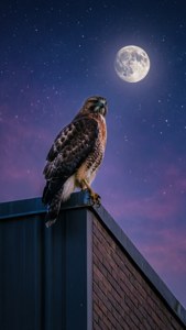 Moonlit Watcher