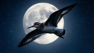 Moonlit Whimbrel