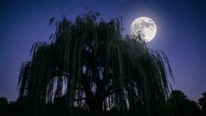 Moonlit Willow Silhouette